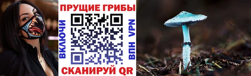 Псилоцибиновые грибы Cubensis  купить  сайты  Зерноград 